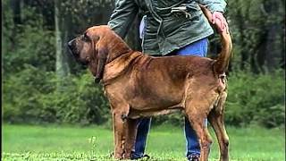 Bloodhound  AKC Dog Breed Series [upl. by Amoakuh839]