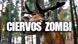 Ciervos Zombi [upl. by Fraya]