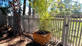 How to Plant Running Bamboo in Container Pots [upl. by Leumel]