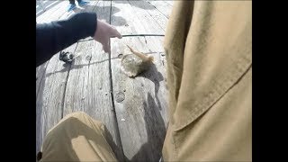 STUNG BY A STINGRAY INSANE FOOTAGE [upl. by Otirecul586]