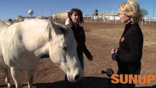 Horses Breeding amp Foaling 13115 [upl. by Nytsirk]