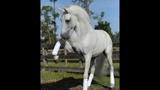 Amazing Horse  Lipizzan [upl. by Stoll879]