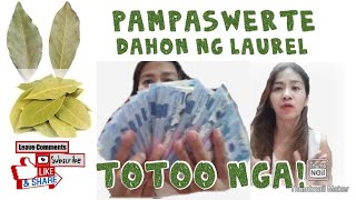 Totoo nga dahon ng LAUREL sa wallet Mabisang pampaswerte Week 1 [upl. by Chandless22]