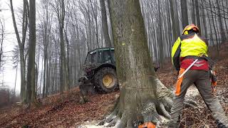 Working in forest stihl MS 500i x 915m³ beech🌳 [upl. by Blondie]