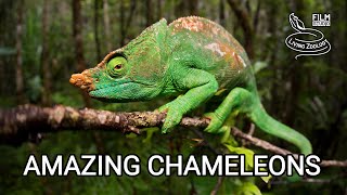 Amazing chameleons on the hunt chameleon species from wilderness of Africa Madagascar India [upl. by Stormy]