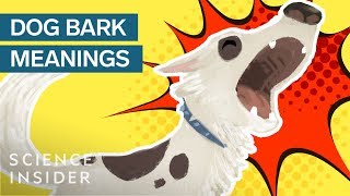 What Different Dog Barks Mean [upl. by Jeralee]