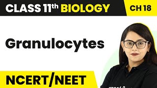 Granulocytes  Body Fluids And Circulation  Class 11 BiologyNEETAIIMS [upl. by Lockwood824]