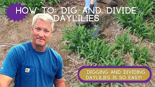 HOW TO DIG AND DIVIDE DAYLILIES  An Easy HowTo [upl. by Aileno]