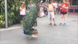 Mass Flying Giant Peacocks Peafowls [upl. by Holna]