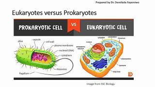 Chapter 13 Identifying Cell Organelles and Different Cell Types [upl. by Jesse]