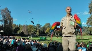 Einzigartige Flugshow Weltvogelpark  Walsrode [upl. by Tiffanle]