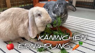 Ernährung von Kaninchen  Stupsnasenbande [upl. by Einafets]