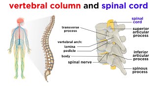 The Central Nervous System The Brain and Spinal Cord [upl. by Asaeret]