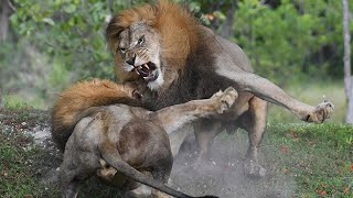 Kings of Lions AMAZING National Geographic Documentary 2020 [upl. by Nelad112]