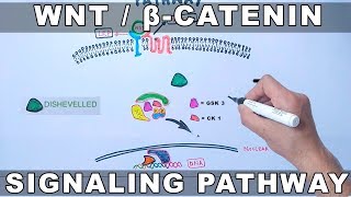 WntβCatenin Signaling Pathway [upl. by Sinned673]