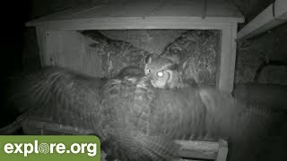 Great Horned Owl ATTACKS Peregrine Falcon Nest [upl. by Fasta459]