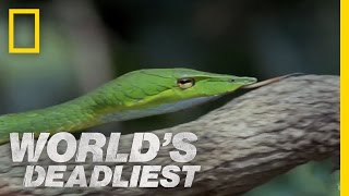 Snakes Secret Weapon  Worlds Deadliest [upl. by Yrrej]