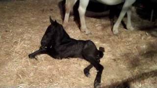 Birth of Tenaya Lipizzaner Filly [upl. by Gibert19]