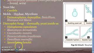 Microbiology 577 b Fungal Diseases Mycosis Superficial Sub cutaneous Systemic Opportunistic [upl. by Gnilrac]