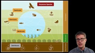 Ecosystem Ecology [upl. by Esenaj]