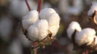 Historic Cotton Fields  Americas Heartland [upl. by Aguste]