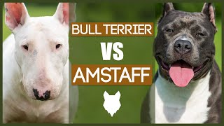 BULL TERRIER VS AMERICAN STAFFORDSHIRE BULL TERRIER [upl. by Courtund866]