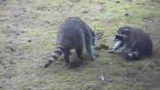 Raccoon Fight [upl. by Pantin]