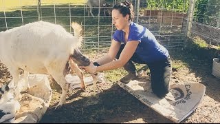 Assisting with a Baby Goat BIRTH on the Homestead [upl. by Idas]