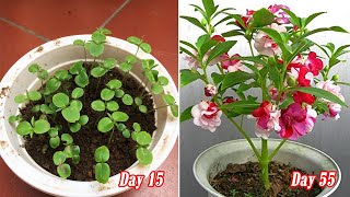 How to grow Impatiens balsamina from seeds is easy [upl. by Acinoryt]