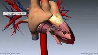 TMT Cardiac MR by Dr Avanti Gulhane Anatomy Basics [upl. by Andromache294]