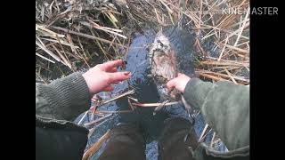 Muskrat Trapping Muskrat Madness [upl. by Hughett]