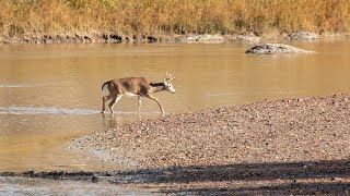 Chronic Wasting Disease  NDGNF [upl. by Eittap]