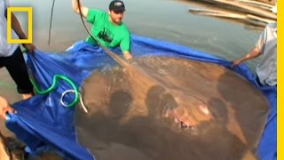 Giant Freshwater Stingray  National Geographic [upl. by Audras]