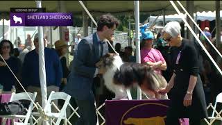 Shetland Sheepdogs  Breed Judging 2022 [upl. by Oiratnom833]