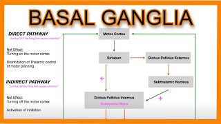 Basal Ganglia Direct vs Indirect Pathways [upl. by Eldwun]