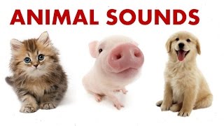 Animal Sounds For Children To Learn  BEST [upl. by Westlund]