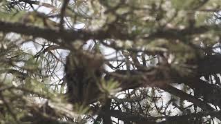 Porcupine vocalizations and sounds [upl. by Cassie802]