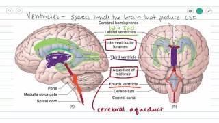 The Ventricles Neuroanatomy Video Lab  Brain Dissections [upl. by Adnohsirk]