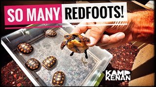 Beginners guide to REDFOOT Tortoises [upl. by Seen342]