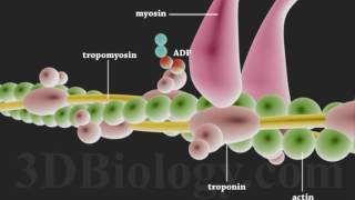 Muscle Contraction 3D [upl. by Leanor]