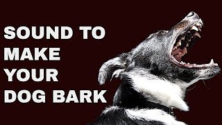 Sound to make your Dog Bark amp Whine [upl. by Norword]