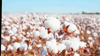 History of cotton [upl. by Ashleigh]