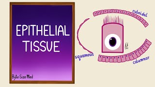 Epithelial Tissue  Epithelial cells  Classification  Histology [upl. by Parcel140]