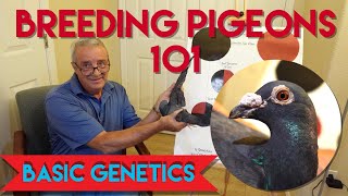 Breeding Pigeons 101 pigeonbreeding pigeonrace pigeons [upl. by Namor]