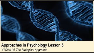 ALevel Psychology AQA Approaches in Psychology  The Biological Approach [upl. by Ayat]