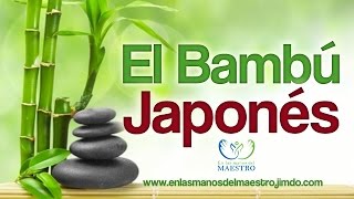 Reflexiones Cristianas  El Bambú Japonés  Perseverancia [upl. by Anitteb318]