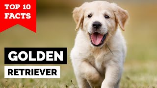 Golden Retriever  Top 10 Facts [upl. by Desiri]