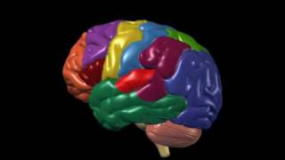 Brain Anatomy and Functions  Nucleus Health [upl. by Idihc]