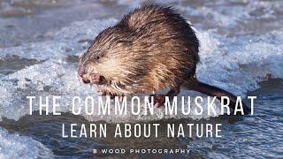 The Common Muskrat  Learn about Nature 📔 [upl. by Filip593]