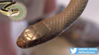 60Second Snakes The Blue Racer [upl. by Arihsay]